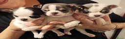 Chihuahua perros en venta: Chihuahua micro toy - Anuncio 2