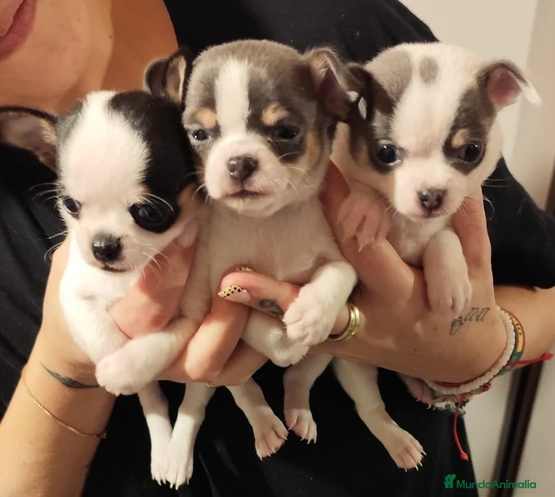 Chihuahua perros en venta: Chihuahua micro toy - Anuncio 2