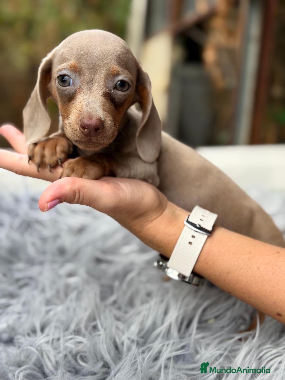 Teckel Miniatura perros Teckel disponibles💙🐾 - Anuncio 1