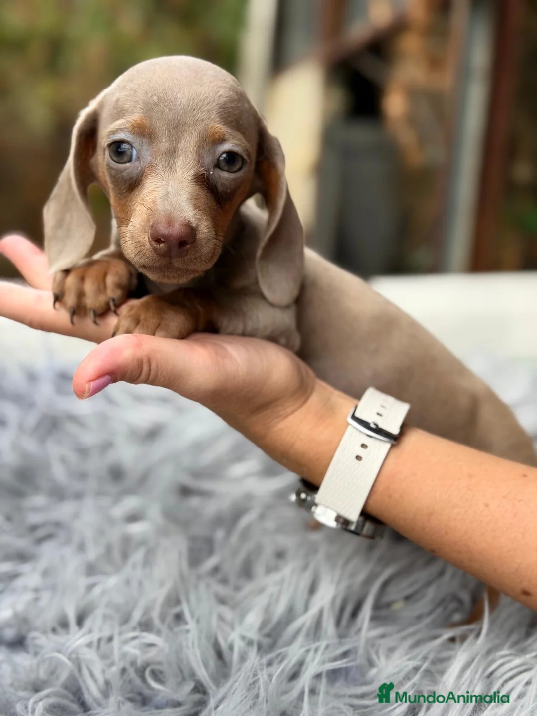 Teckel Miniatura perros en venta: Teckel disponibles💙🐾 - Anuncio 1