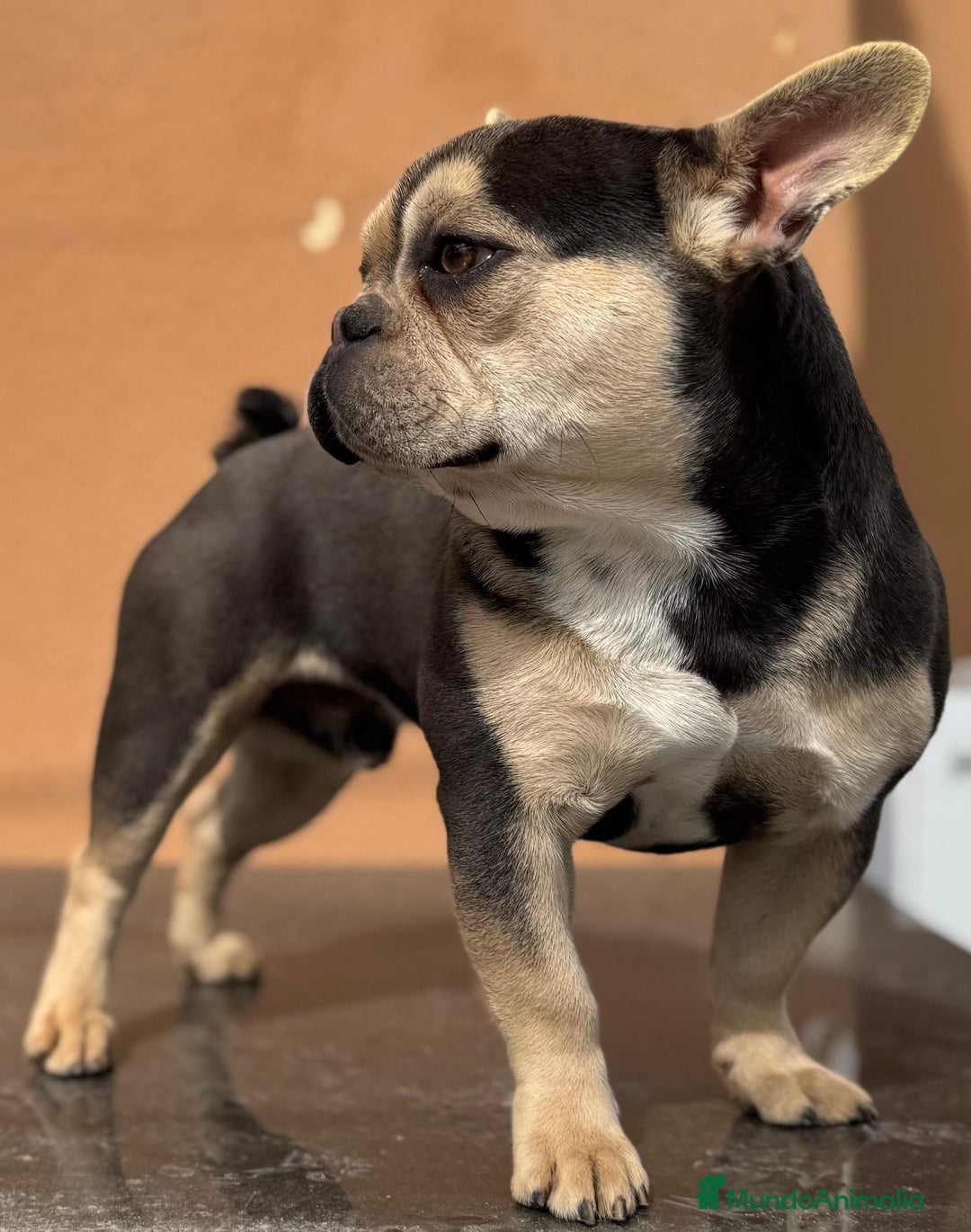 Bulldog Francés perros en venta: Bulldog francés Blue tan  - Imagen 5