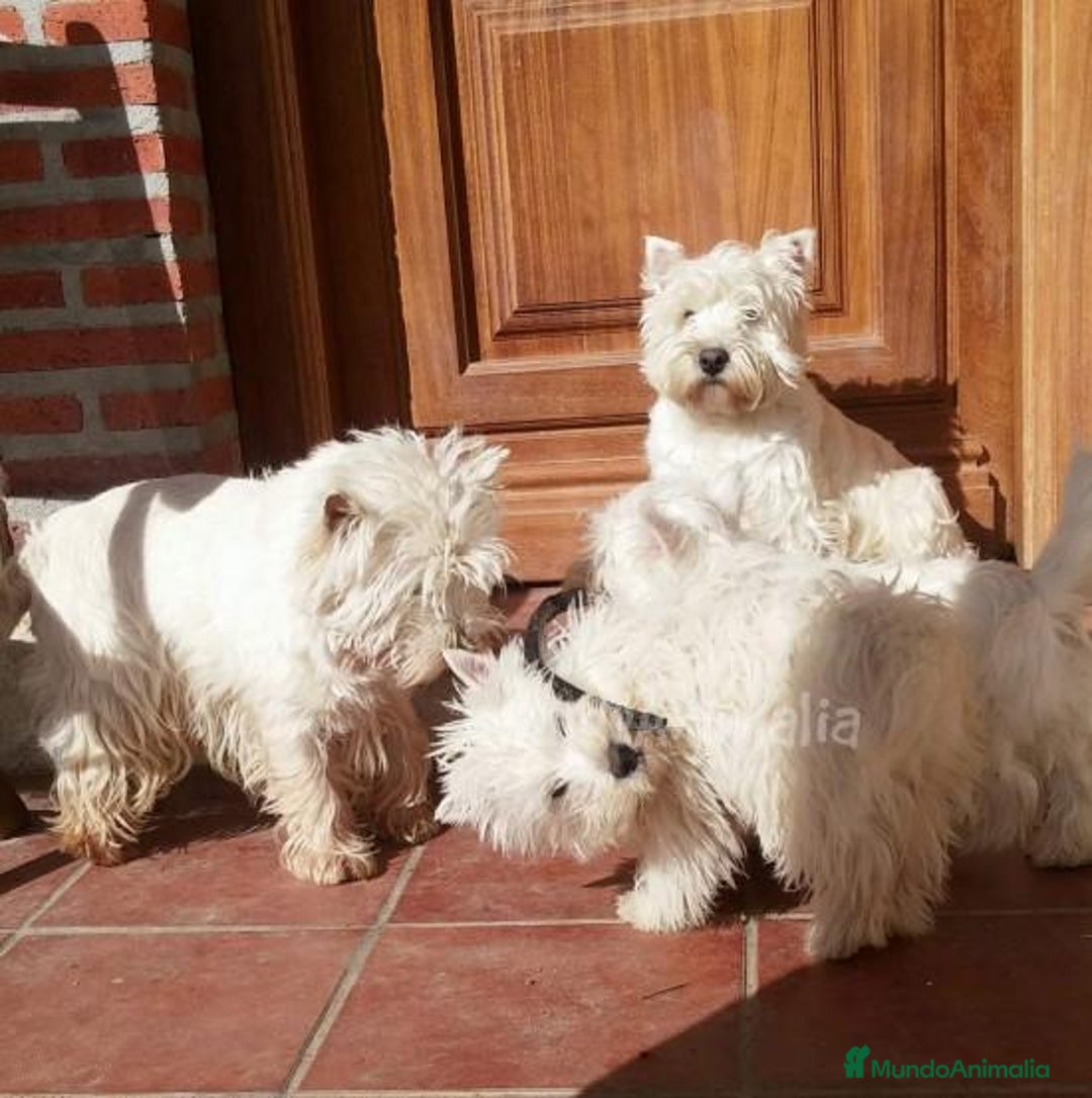 Imagen de galería {{count}}