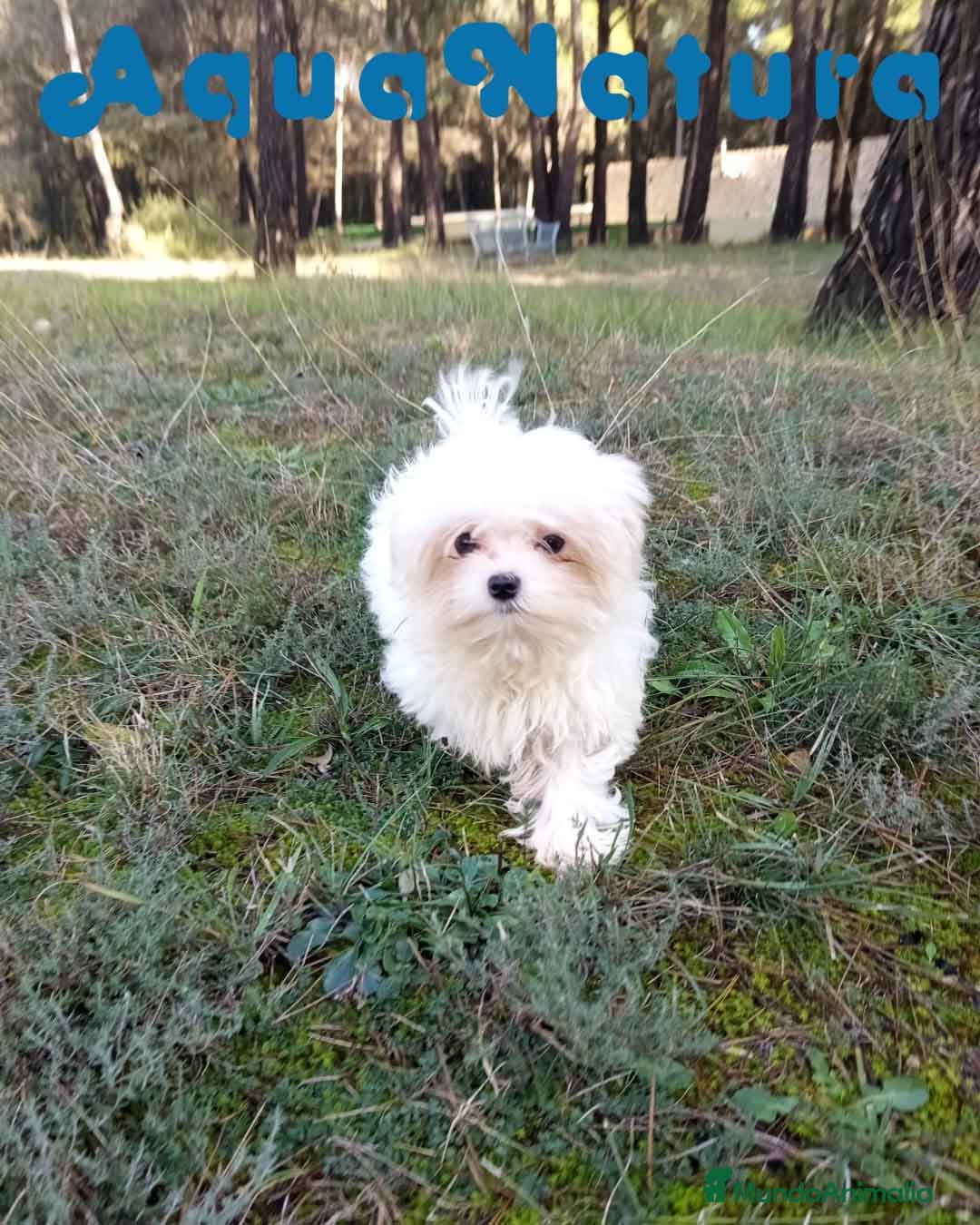 Bichón Maltés perros en venta: Bichon Maltes Macho de Cora 4566 AQUANATURA - Anuncio 4