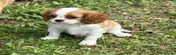 Cavalier King Charles Spaniel perros en venta: Cavalier bicolor  en Barcelona - Anuncio 1