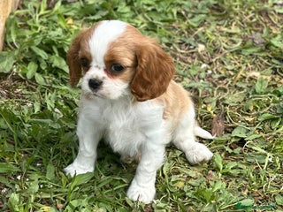 Cavalier King Charles Spaniel perros en Barcelona - Anuncio 9
