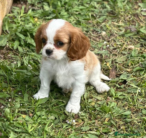 Cavalier King Charles Spaniel perros en Barcelona - Anuncio 7