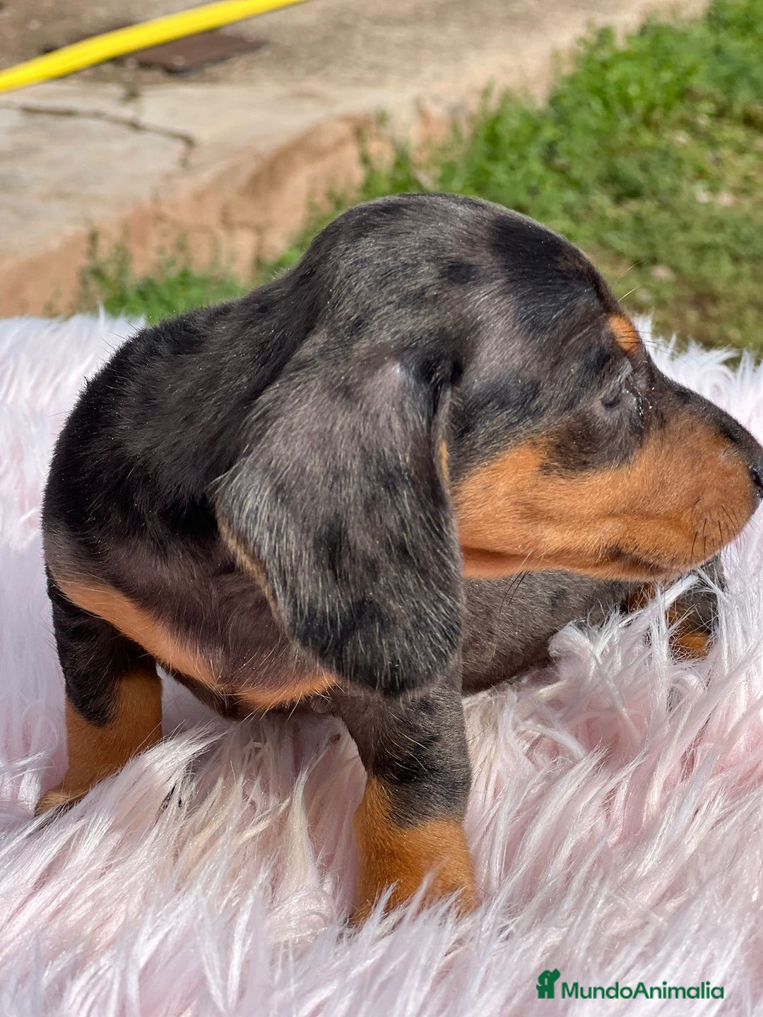 Teckel Miniatura perros en venta: Teckel miniatura  - Imagen 3