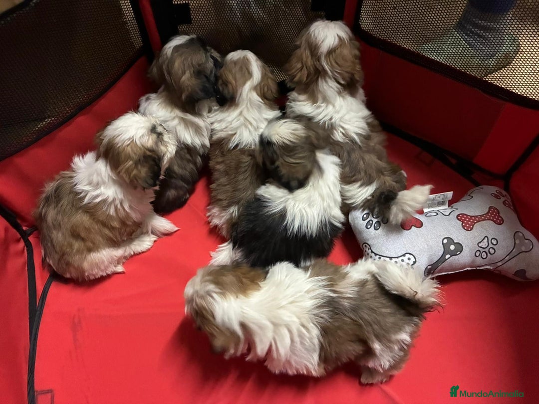 Shih Tzu perros en venta: Machitos de shihtzu - Imagen 4