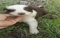 Border Collie perros en venta: Border collie chocolate hembra - Imagen 3