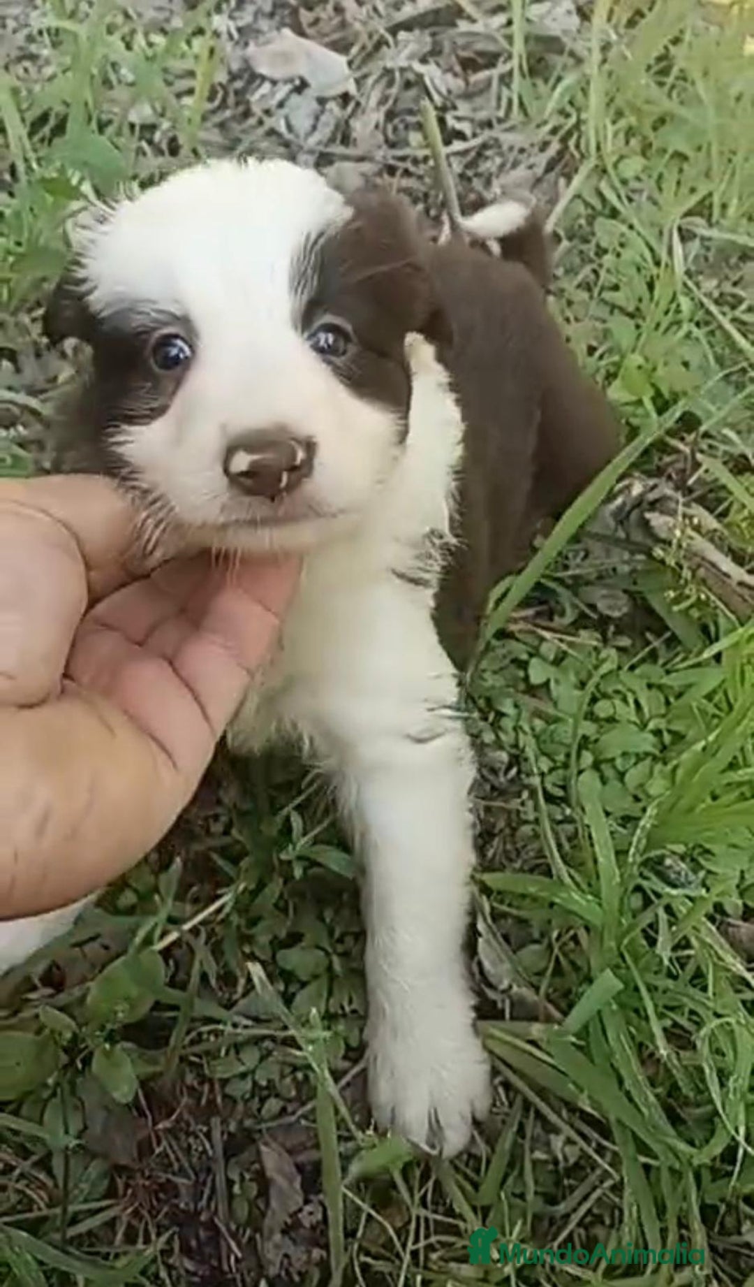 Border Collie perros en venta: Border collie chocolate hembra - Imagen 3