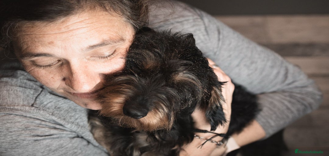 Imagen de galería {{count}}