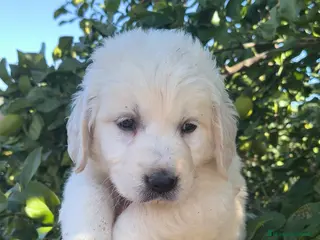 Golden Retriever perros Espectacular camada de golden retriever en Murcia - Anuncio 1