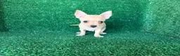 Chihuahua perros en venta: chihuahua - Anuncio 4