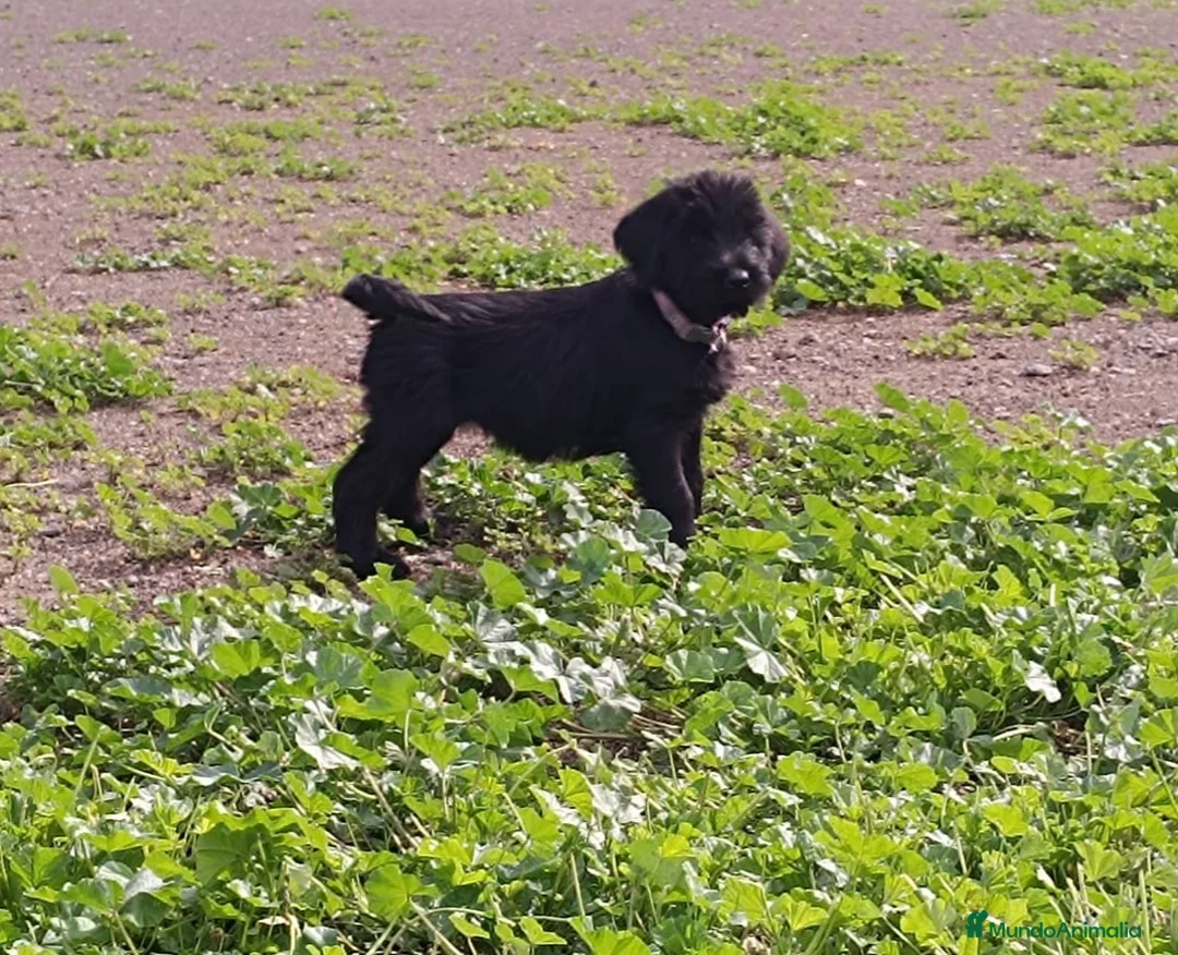 Schnauzer Gigante perros en venta: Schnauzer Gigante  - Anuncio 9