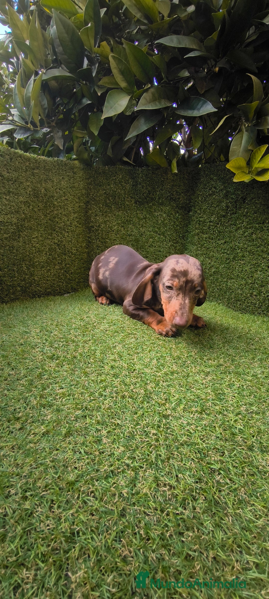 Teckel Miniatura perros en venta: camada de teckel miniatura varios colores  - Anuncio 25