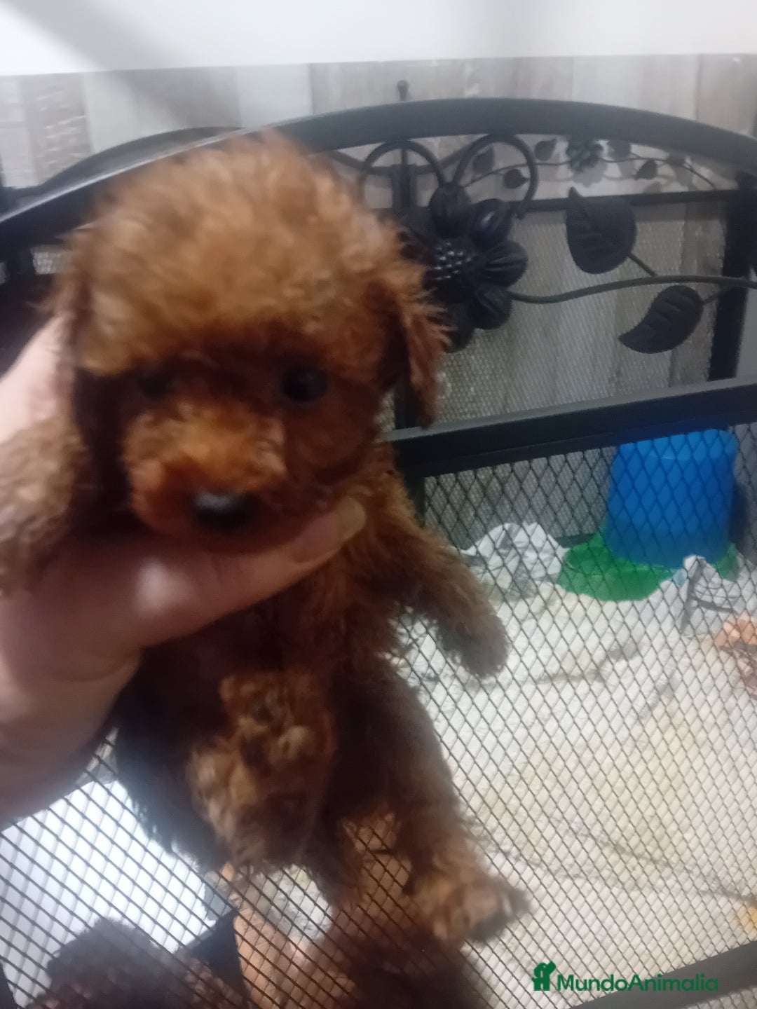 Caniche Toy perros en venta: ‼️‼️CANICHE TOY ROJOS 50% ASIÁTICOS - Anuncio 3