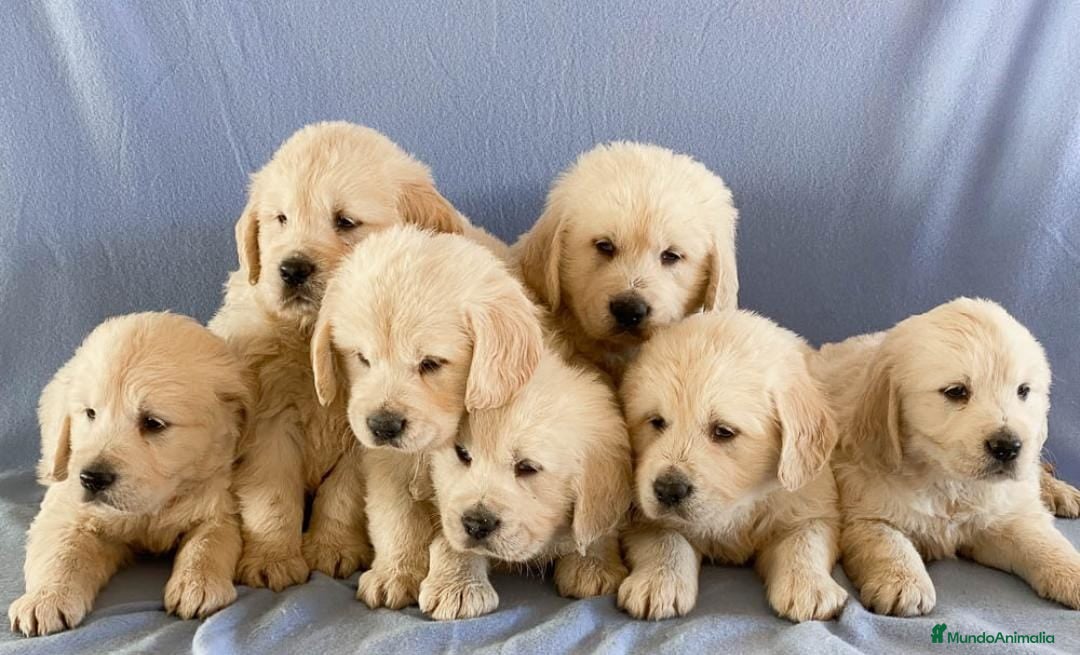 Golden Retriever perros en venta: Golden retriever - Anuncio 1