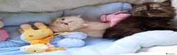 Persa gatos en venta: Disponible una parejita de persa y malayo - Anuncio 7
