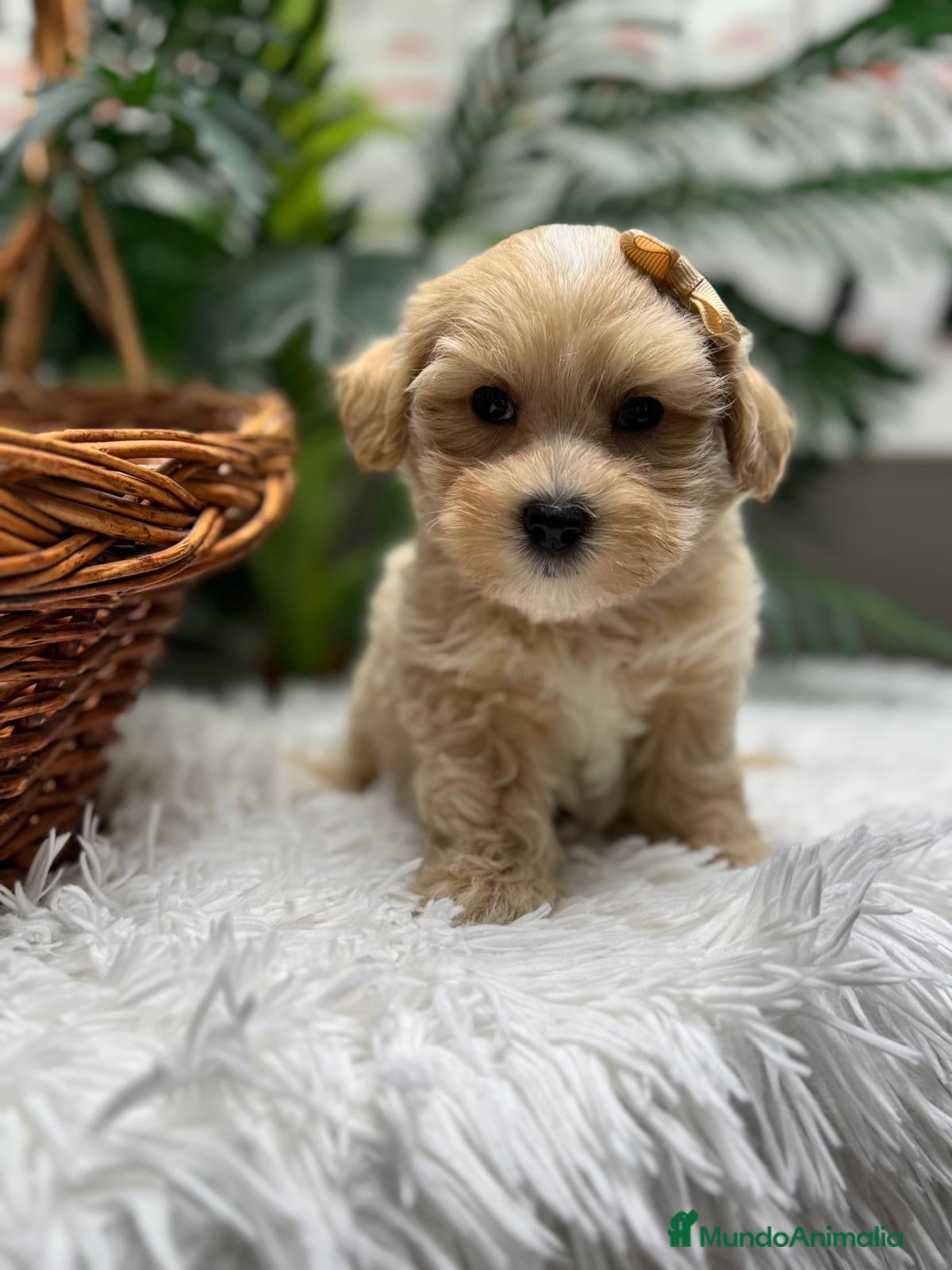 Maltipoo perros MALTIPOO - Anuncio 1