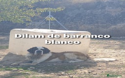 San Bernardo perros para monta: San bernardo excelente con pedigree - Imagen 2
