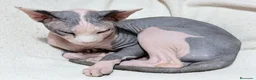 Sphynx gatos en venta: Camada de sphynx multicolor  - Anuncio 2