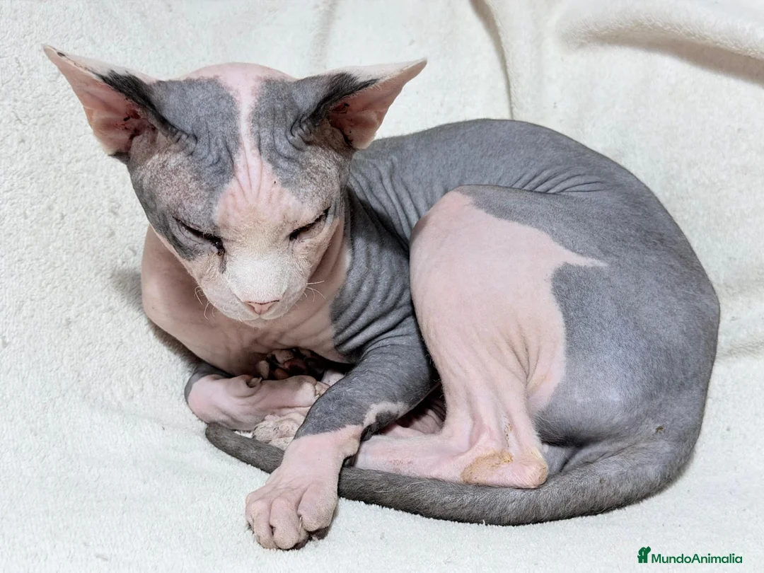 Sphynx gatos en venta: Camada de sphynx multicolor  - Anuncio 2
