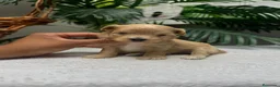 Maltipoo perros en venta: MALTIPOO - Anuncio 3