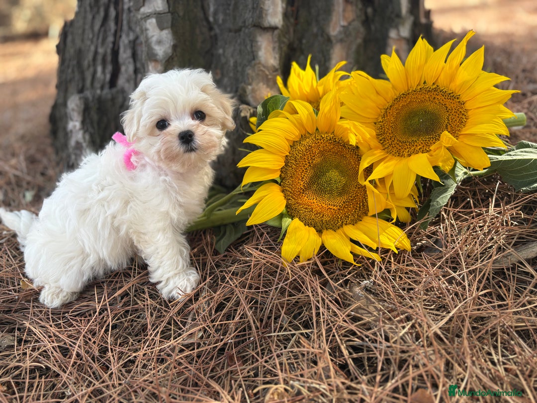 Bichón Maltés perros en venta: Bichon Maltés muy bonitos !!! - Imagen 7