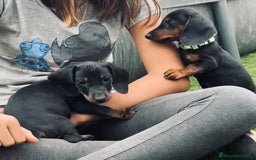 Teckel perros en venta: Cachorritos salchichas miniaturas - Imagen 1