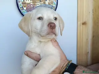 Labrador Retriever perros Último cachorro disponible para entregar - Anuncio 5