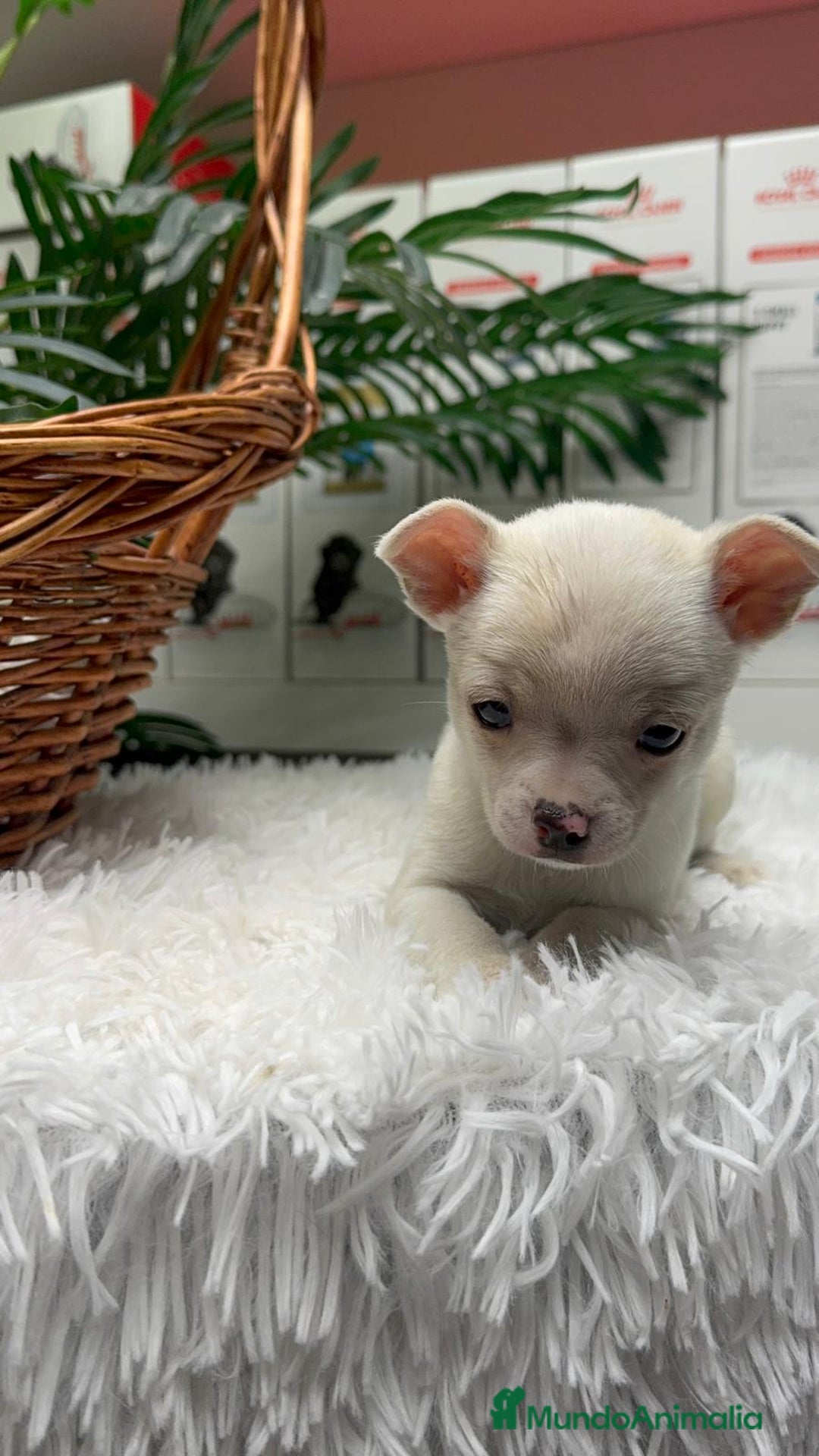 Chihuahua perros en venta: CHIHUAHUA MACHO - Anuncio 6