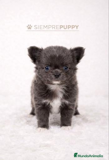 Chihuahua perros CHIHUAHUA TOY PELO LARGO - Anuncio 1