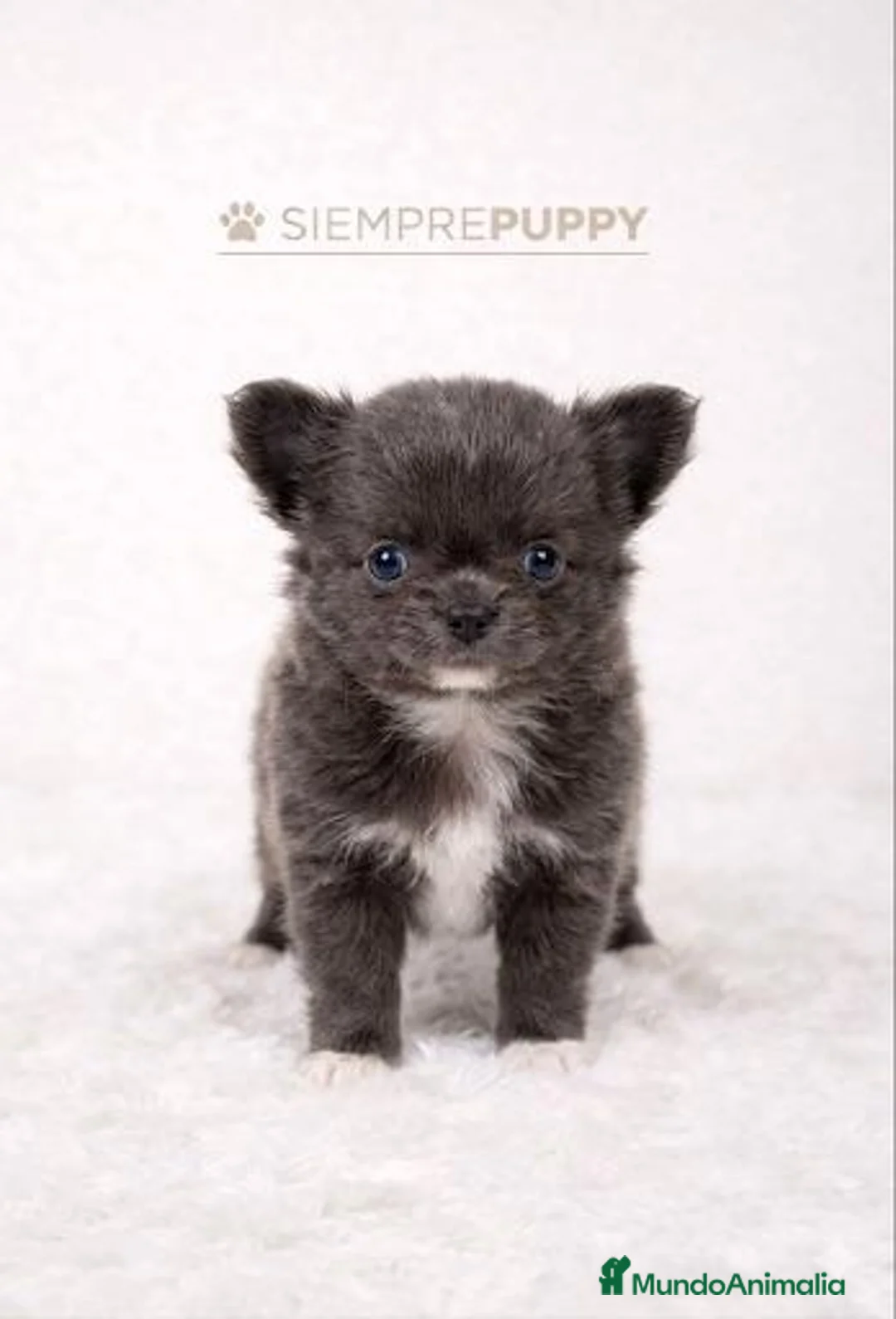 Chihuahua perros en venta: CHIHUAHUA TOY PELO LARGO - Anuncio 1