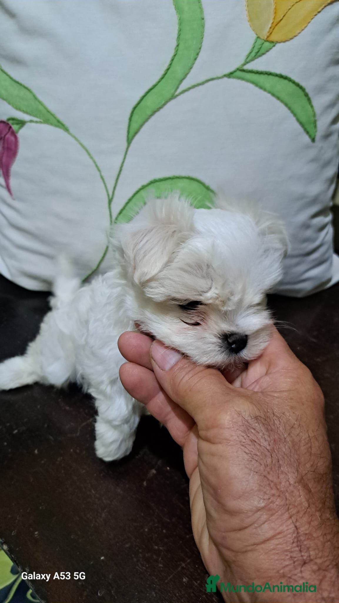 Bichón Maltés perros Bichón maltes line americana  - Anuncio 1
