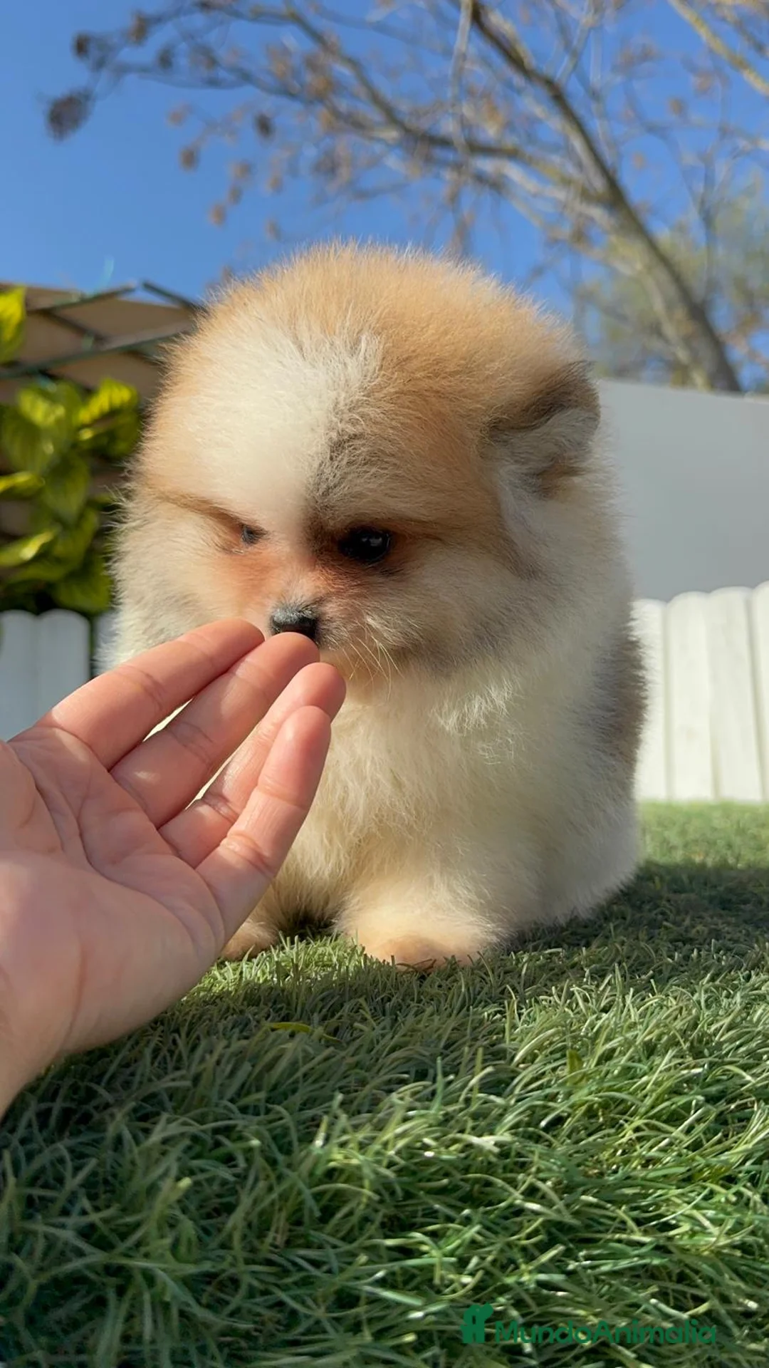 Pomerania perros en venta: POMERANIA MACHO - Anuncio 6