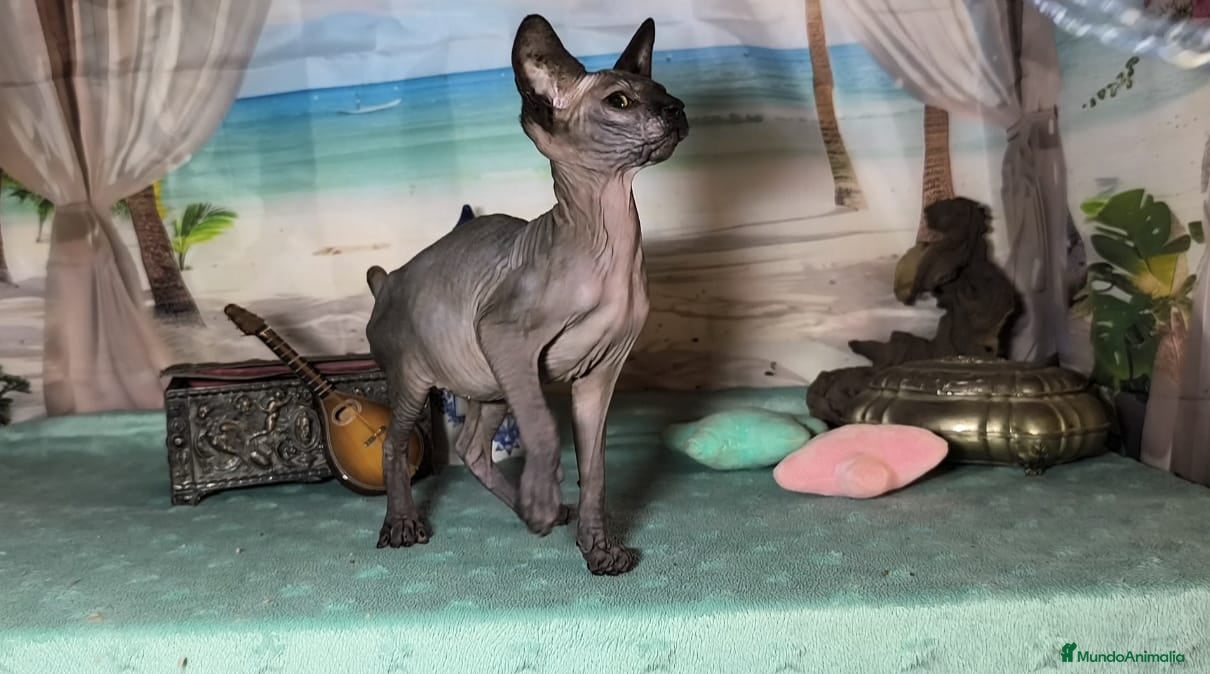 Sphynx gatos Gatos egipcios - Anuncio 13
