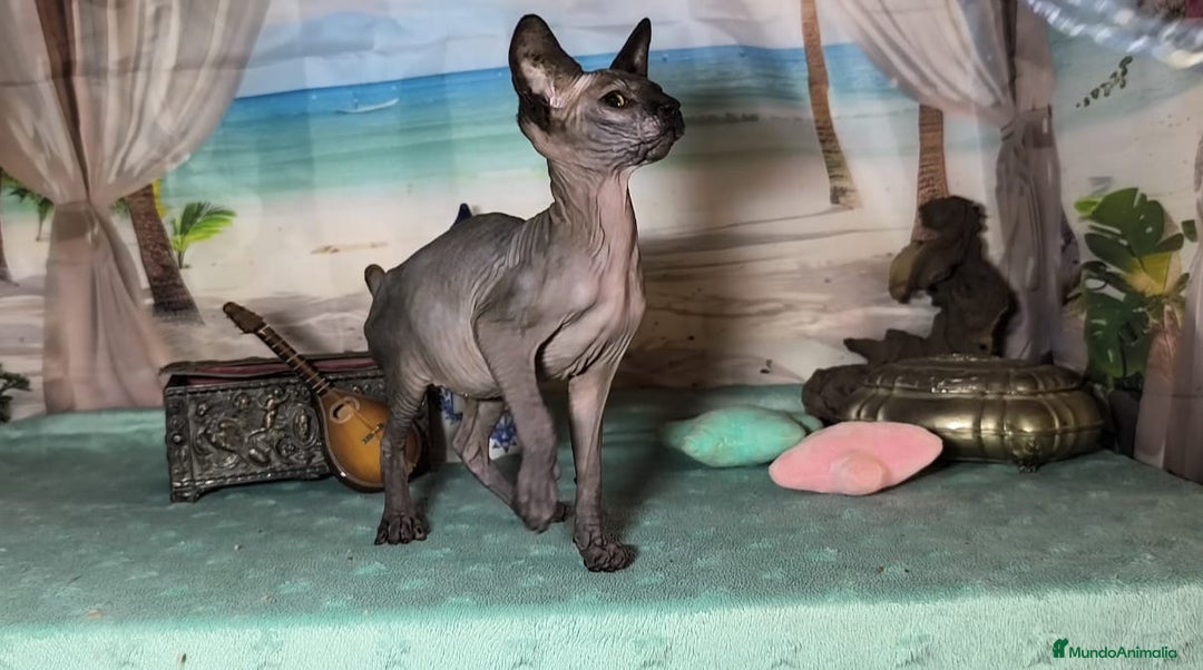 Sphynx gatos en venta: Gatos egipcios - Anuncio 1