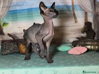 Sphynx gatos Gatos egipcios - Anuncio 18