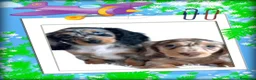 Teckel Miniatura perros en venta: Teckel mini pelo largo - Anuncio 1
