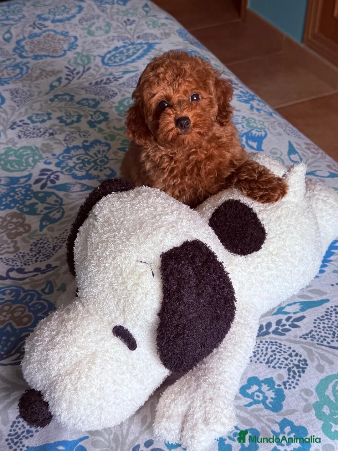 Caniche Toy perros en venta: Caniche toy hembra disponible preciosa!!! - Anuncio 2