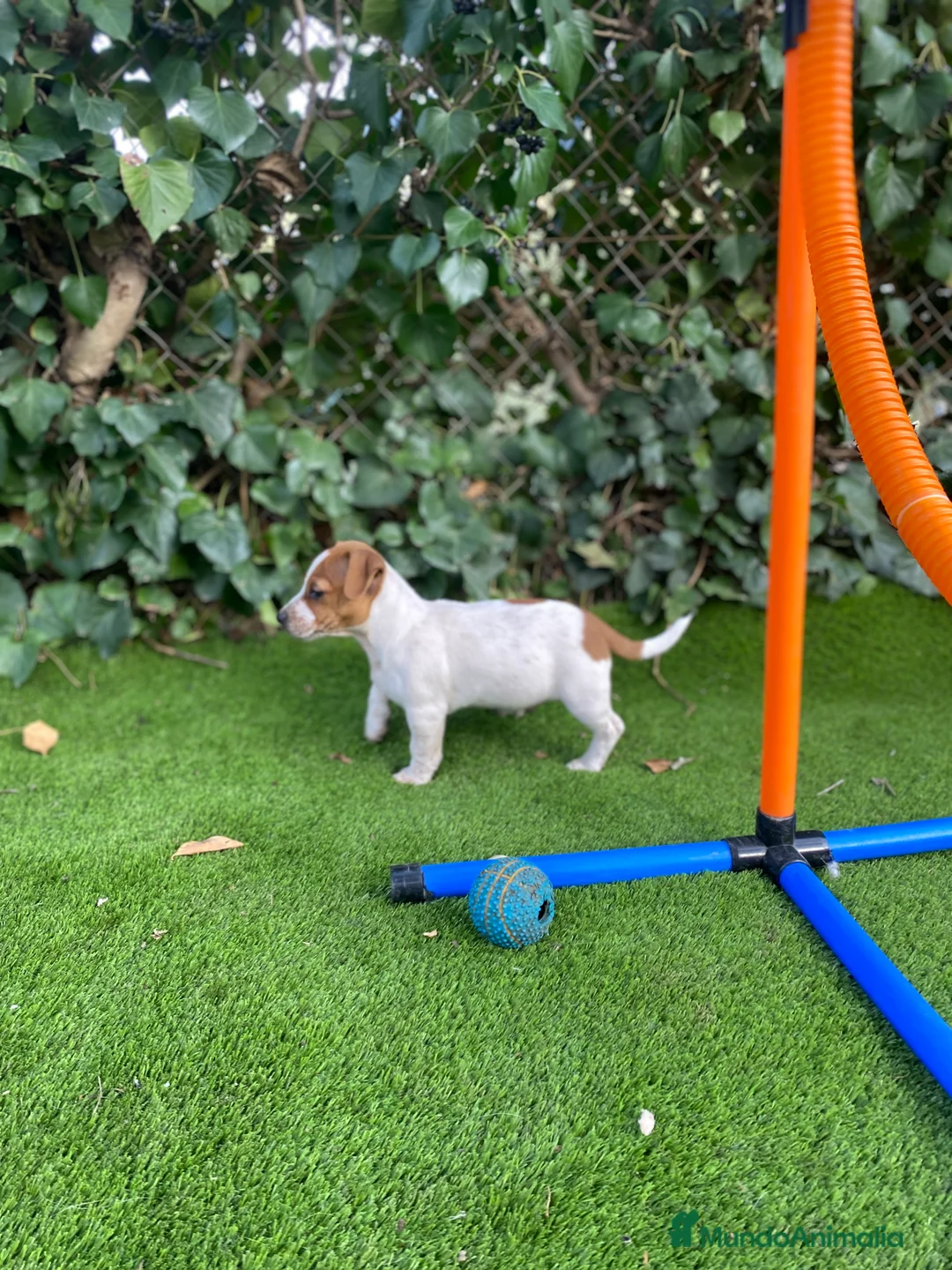 Jack Russell Terrier perros en venta: Jack Russell patas cortas - Anuncio 2