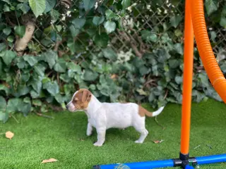 Jack Russell Terrier perros Jack Russell patas cortas - Anuncio 6