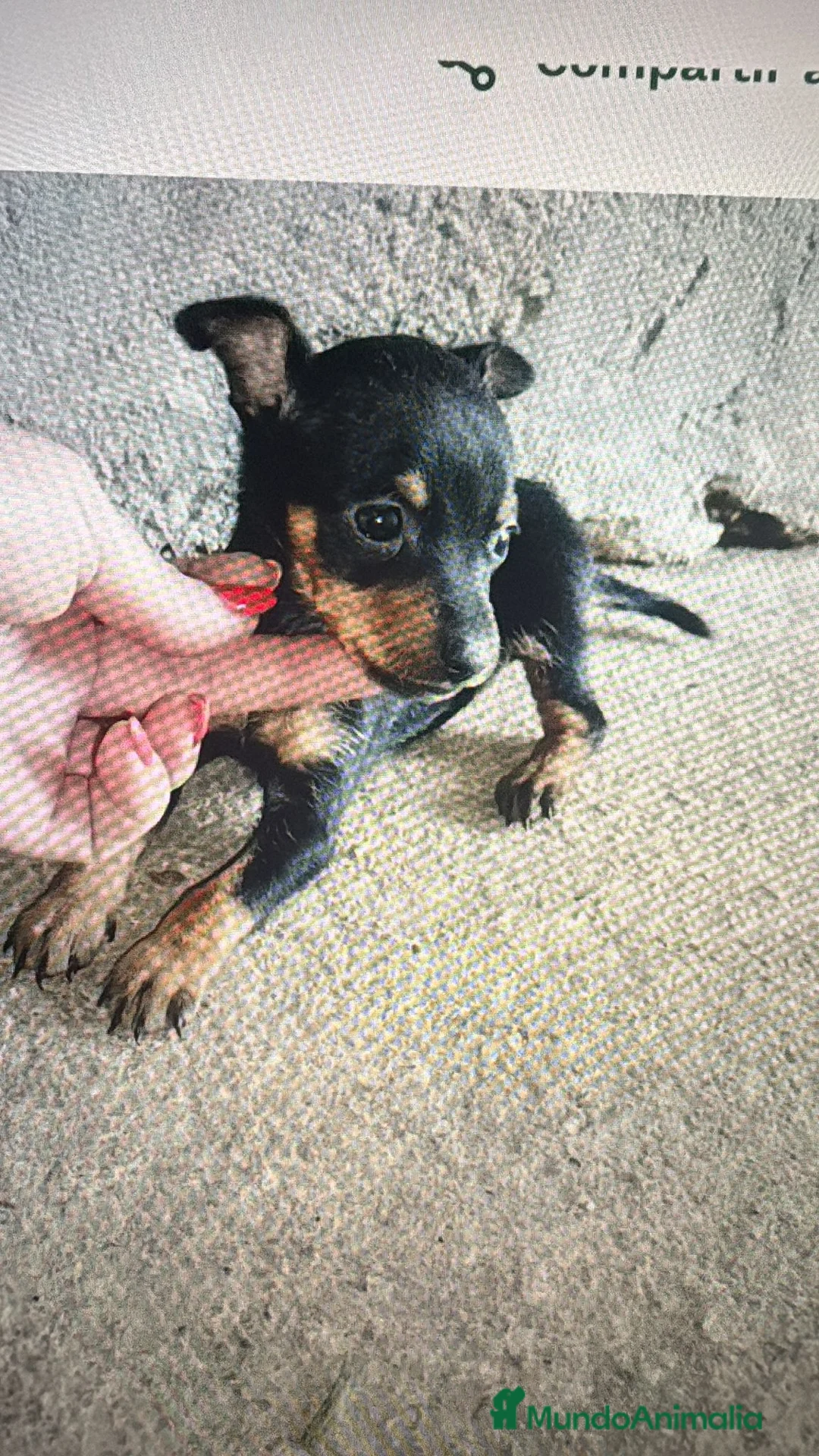 Pinscher Miniatura perros en venta: Pincher miniatura - Anuncio 1