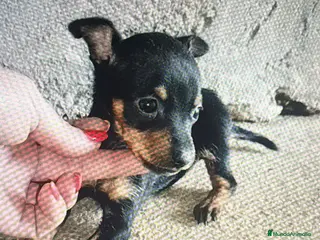 Pinscher Miniatura perros Pincher miniatura - Anuncio 1