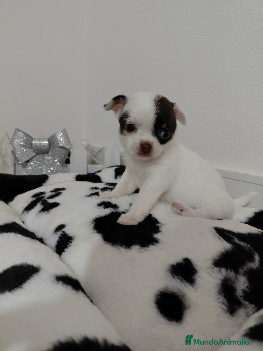 Chihuahua perros en venta: Chihuahuas linea rusa - Anuncio 1