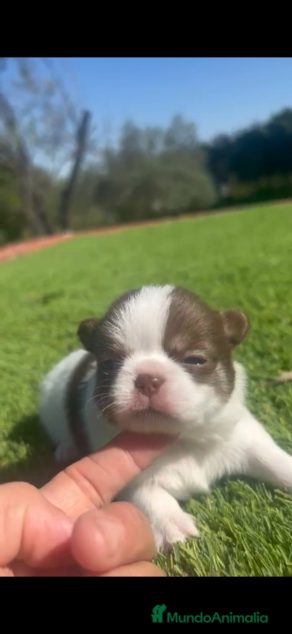 Chihuahua perros Chihuahua Toy macho bicolor  - Anuncio 2
