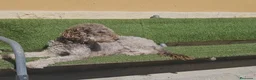 Perro de Agua Español perros en venta: Cachorros perros de agua en Zaragoza - Anuncio 10