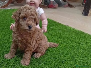 Caniche Toy perros - Anuncio 3
