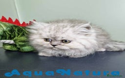 Persa gatos en venta: Persa Macho Virgi 7732 AQUANATURA - Imagen 2
