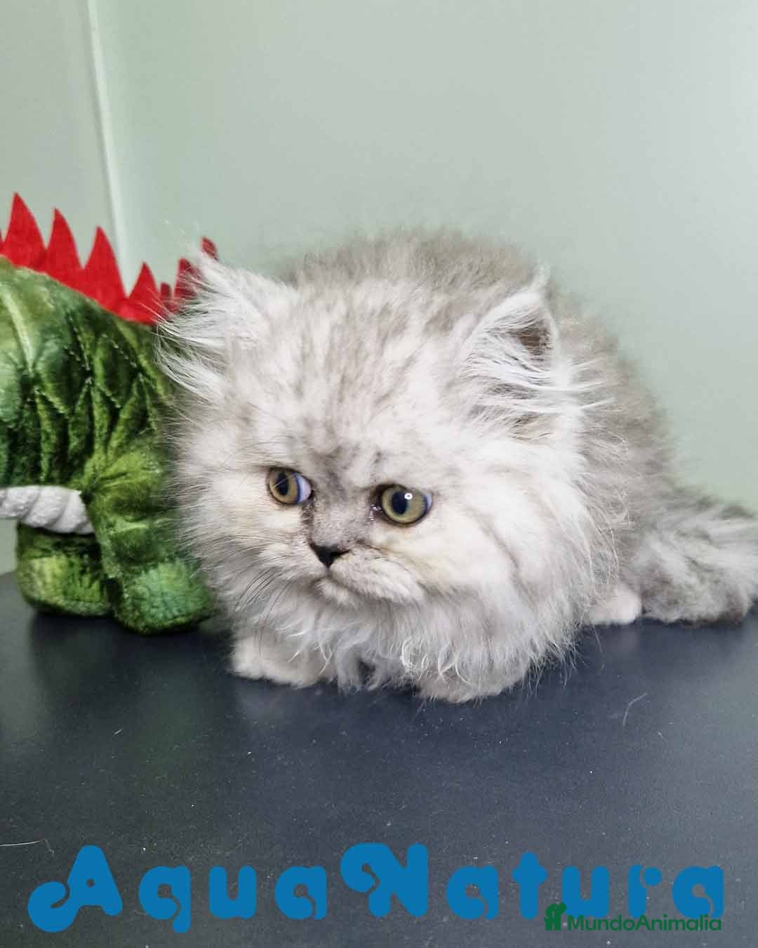 Persa gatos en venta: Persa Macho Virgi 7732 AQUANATURA - Imagen 2